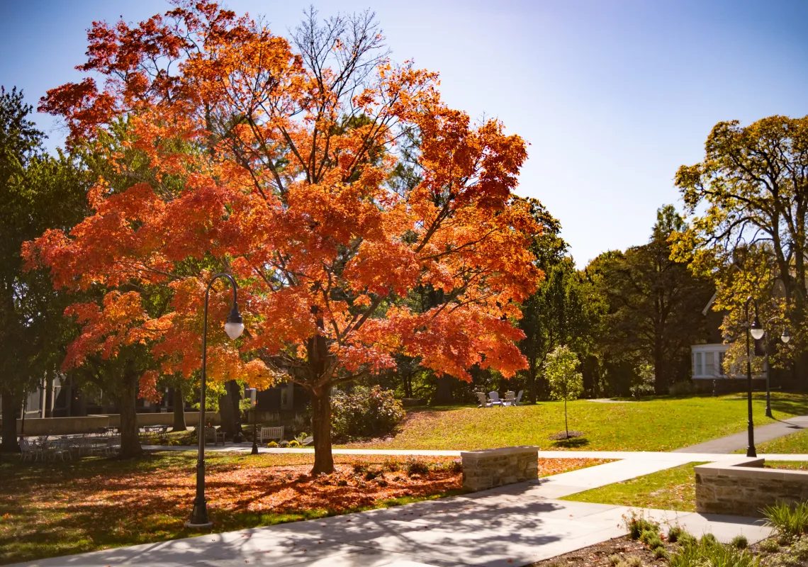 Orange tree on campus
