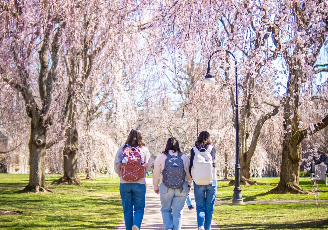 Three Students Walking Among Cherry Blossoms