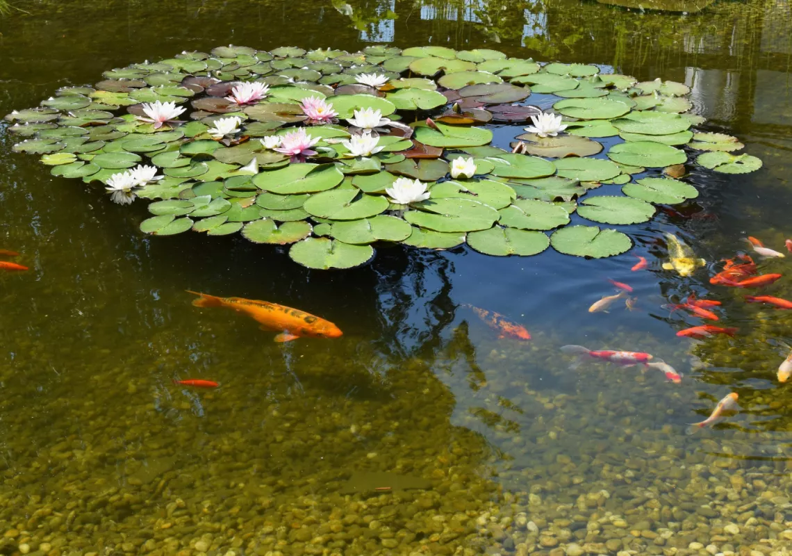 River/pond stock