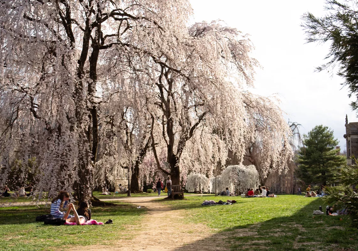 Cherry Blossoms on Campus