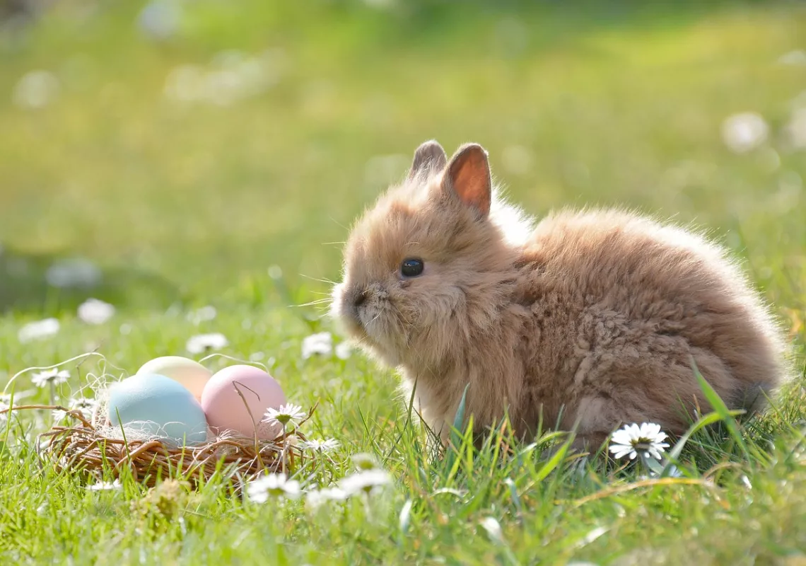 Basket of eggs with a bunny in grass