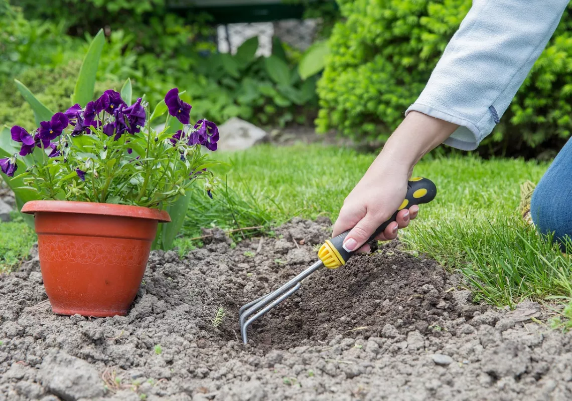 Hand digging a hole to plant purple flowers