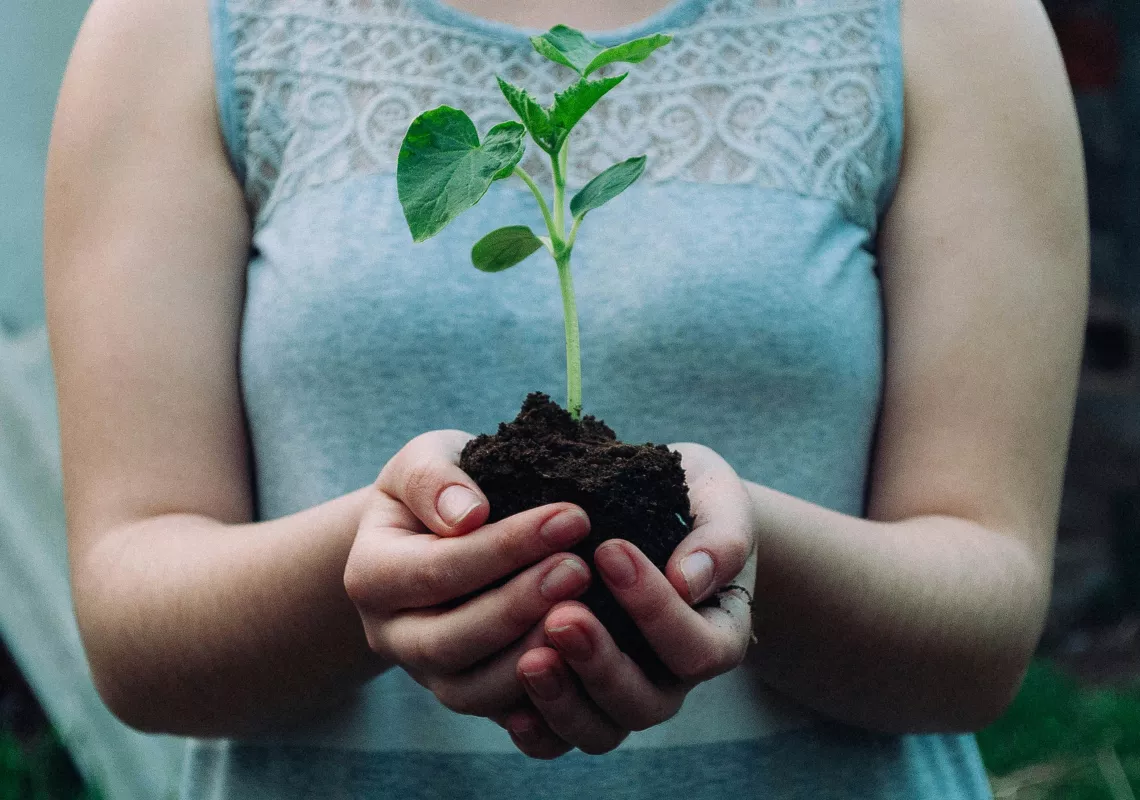 Person Holding a Plant