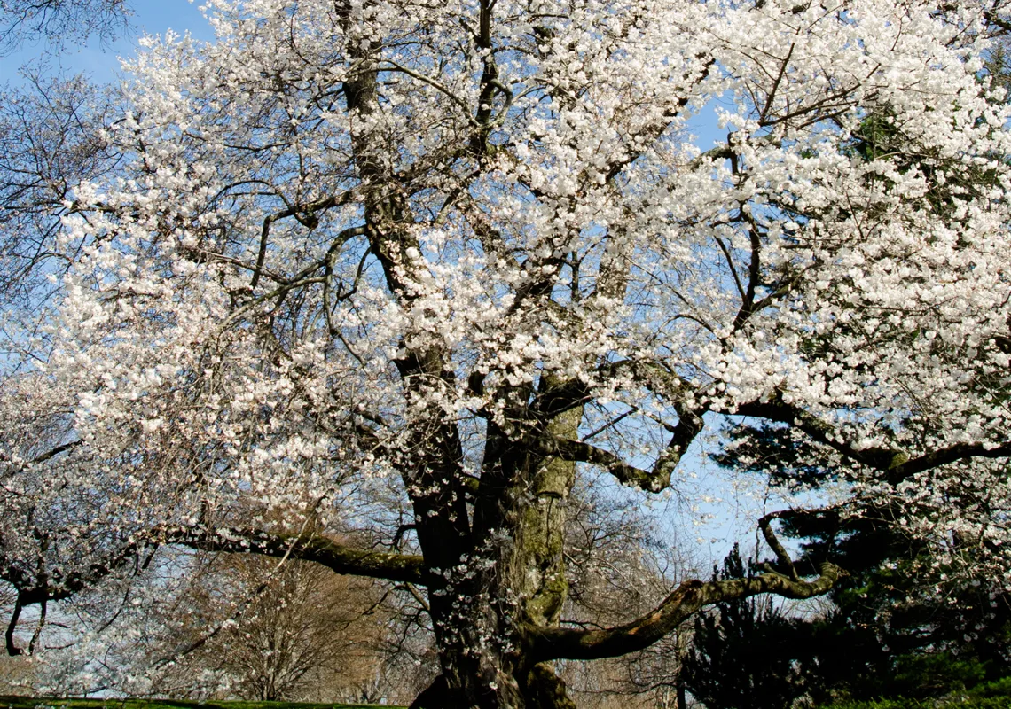 Event Image Placeholder - Default Image 85