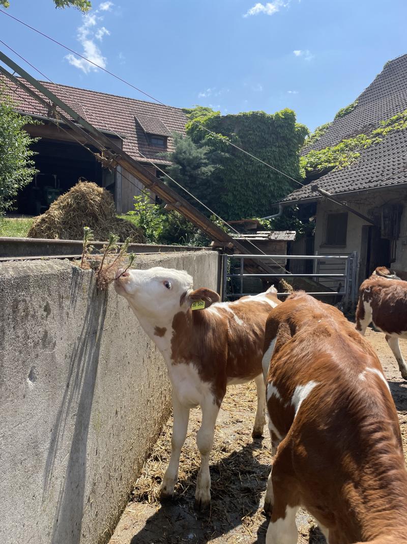 Cow eating a plant on the side of a wall