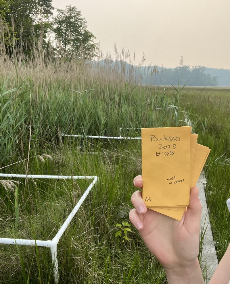 Hand holding two envelopes in a wetland. 