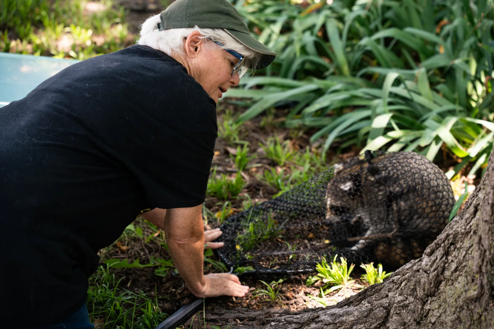 Barbara Miller ’75 catches a raccoon.