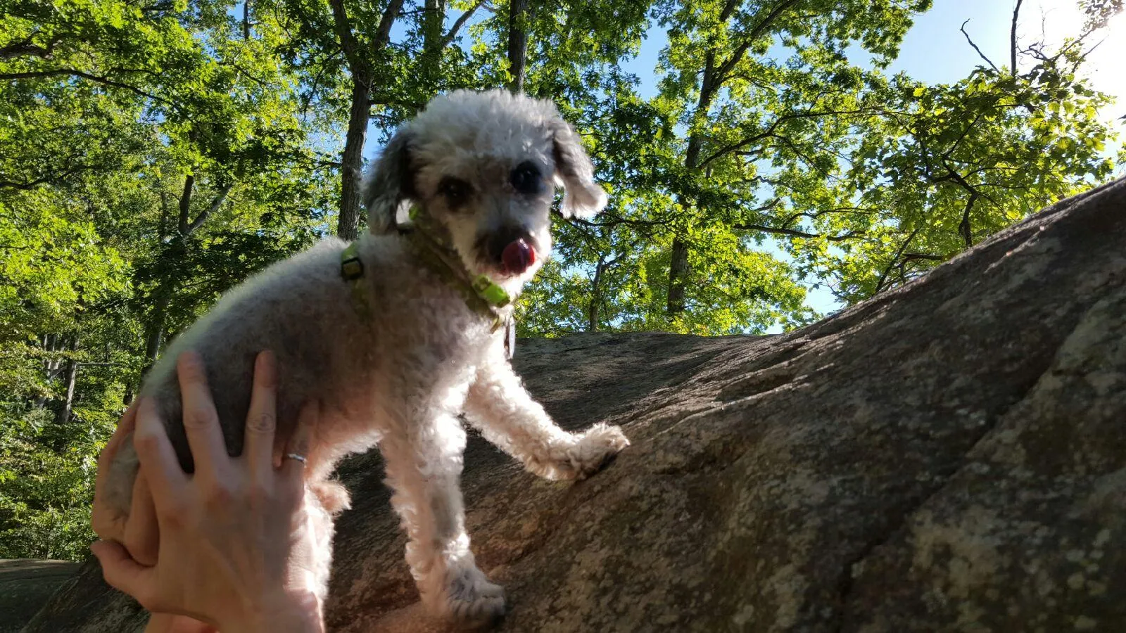 rock climbin poodle